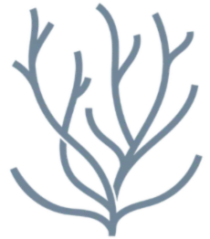 Coral of The Sea